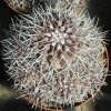 Copiapoa_fiedleriana